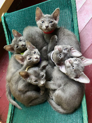 Kittens at 7 weeks